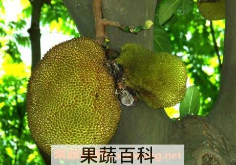 木菠萝怎么吃才好吃