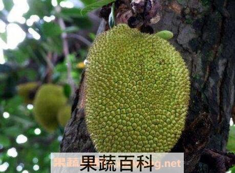 菠萝蜜的花瓣怎么吃