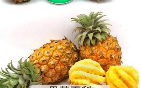 越南迷你小菠萝怎么吃