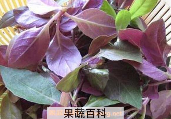 温州观音菜的腌制步骤教程
