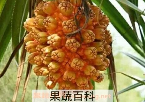 山菠萝怎么吃最好 山菠萝怎么吃图片