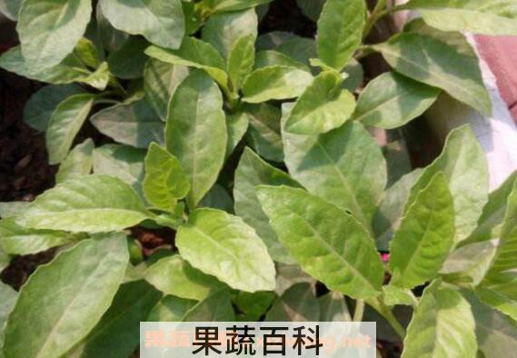 白子菜的功效与作用