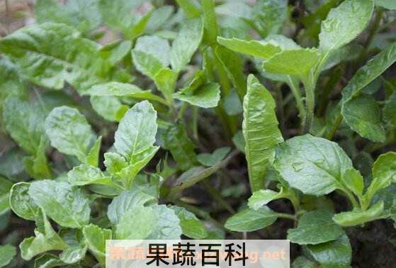 白子菜的功效与作用