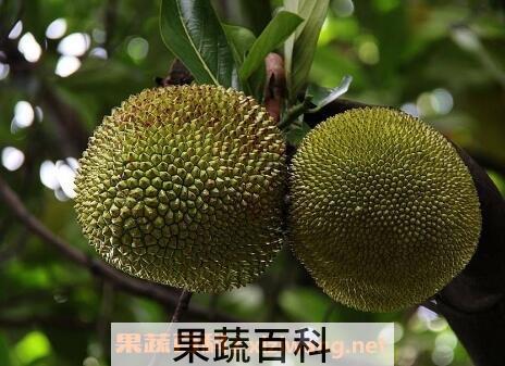 树菠萝籽怎么吃