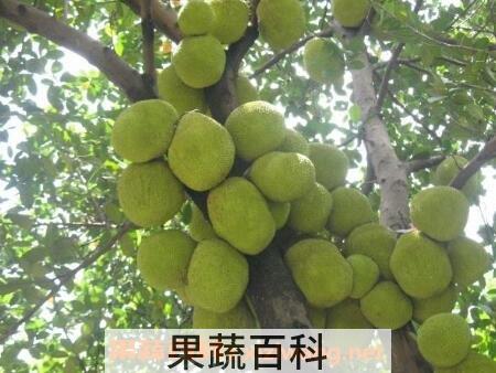 树菠萝籽怎么吃