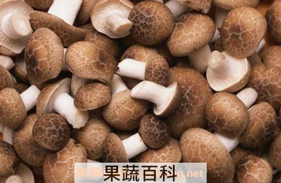 花菇和香菇的区别