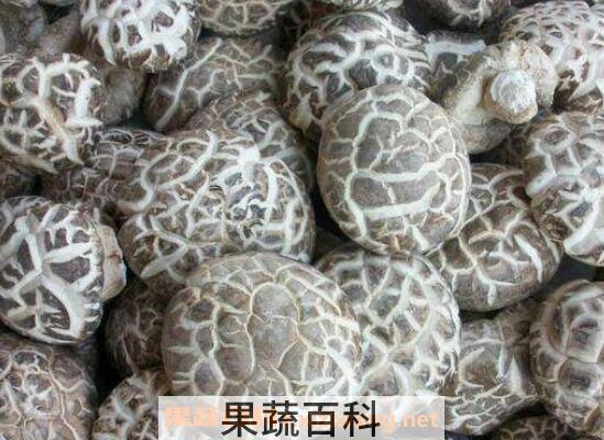 花菇和香菇的区别