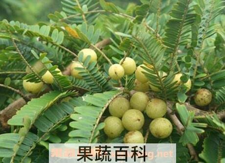 油柑子的功效与作用及常见用法