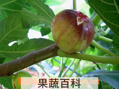 果蔬百科无花果甜芋炖牛尾
