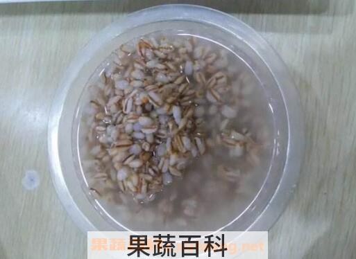  青稞醪糟怎么做 青稞醪糟的做法步骤教程