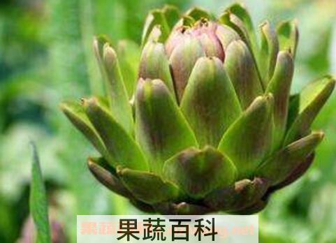 朝鲜蓟的功效与作用 朝鲜蓟怎么吃