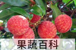果蔬百科丹荔