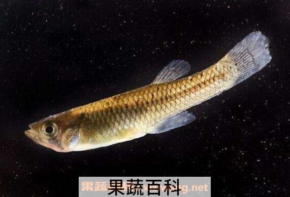山花鱼的功效与作用