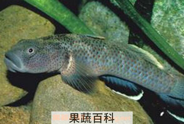 山花鱼的功效与作用