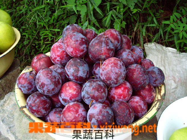 果蔬百科黑李子