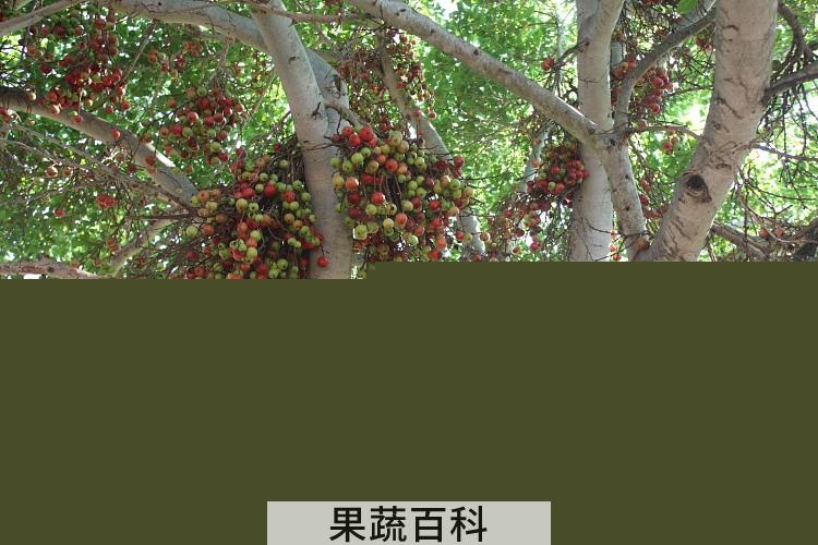果蔬百科无花果