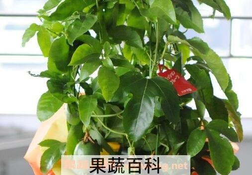 百香果籽的播种方法