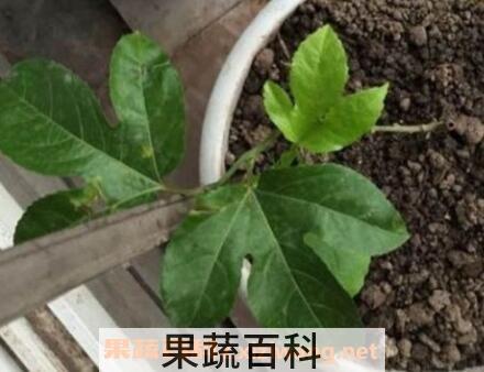 百香果籽的播种方法