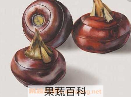 荸荠不能和什么一起吃
