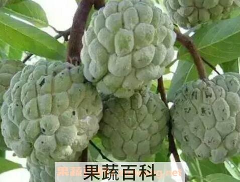 越南番菠萝怎么吃