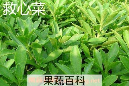 救心菜和养心菜的区别