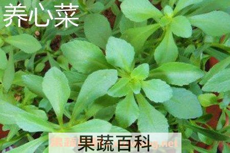 救心菜和养心菜的区别