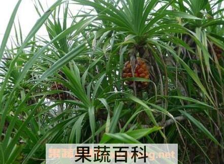 野生菠萝怎么吃最好
