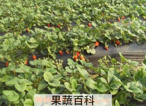 草莓的种植方法及时间