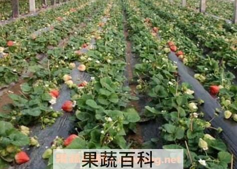 草莓的种植方法及时间