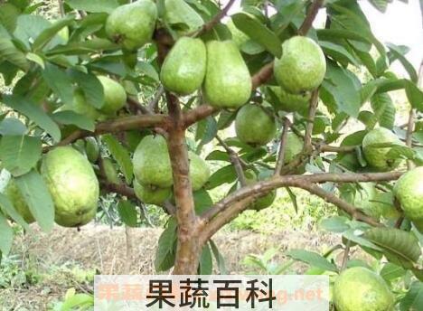 番石榴树皮的功效与作用