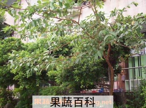 番石榴树皮的功效与作用