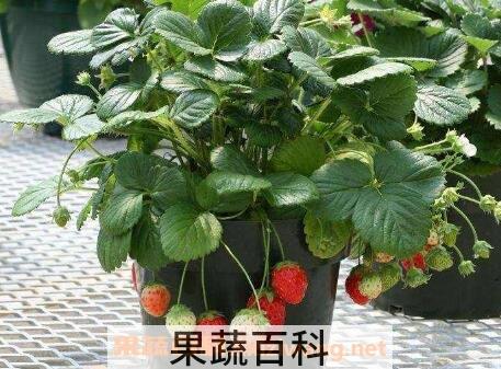 盆栽草莓怎么施肥 盆栽草莓施肥什么肥料