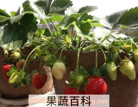 盆栽草莓怎么施肥 盆栽草莓施肥什么肥料