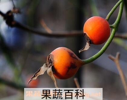 蔷薇果的药用价值