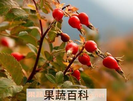 蔷薇果的药用价值