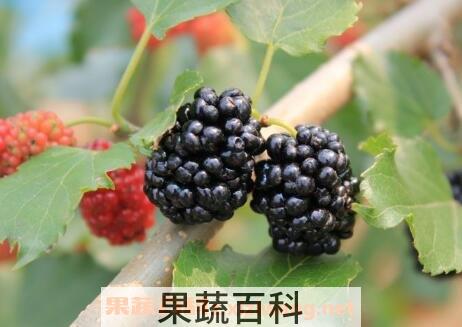 黑莓果的营养价值
