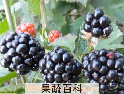 黑莓果的营养价值
