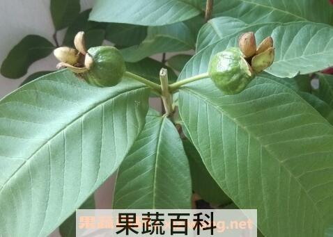 番石榴树叶的功效与作用