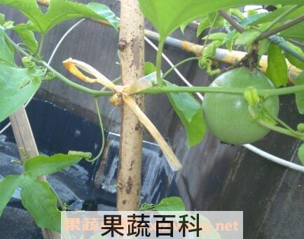 百香果种子怎么种植 百香果籽的播种方法