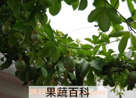 百香果种子怎么种植 百香果籽的播种方法