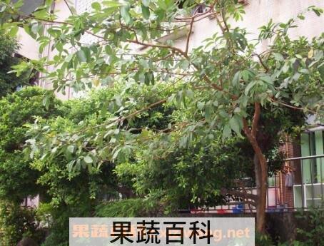 番石榴树根有什么功效与作用