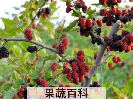  桑树果的药用价值