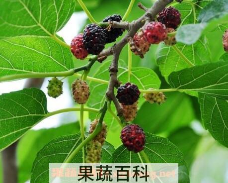  桑树果的药用价值