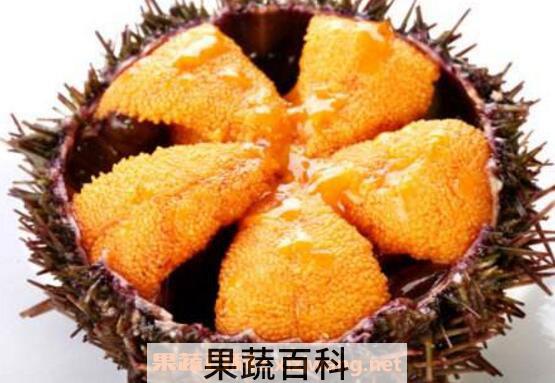 海胆黄是什么 女性吃海胆黄的营养价值