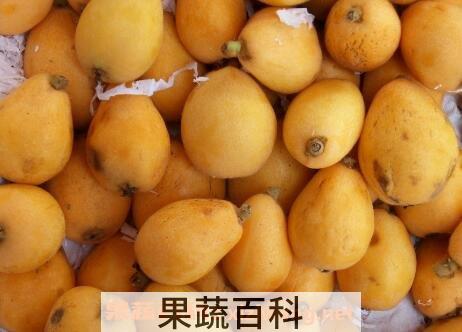 琵琶果的药用价值