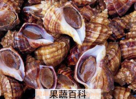 海螺怎么洗最快最干净