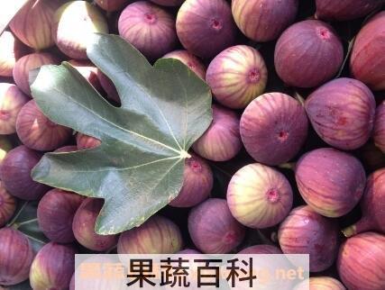 无花果不能和什么同食