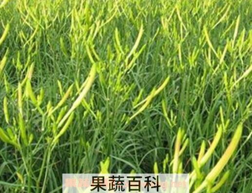 黄花菜的种植技术 黄花菜什么时候种植