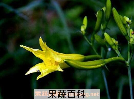 黄花菜的种植技术 黄花菜什么时候种植