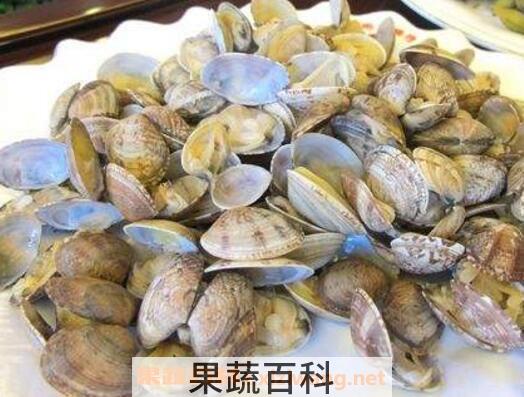 蛤蜊的功效与作用 吃蛤蜊的副作用